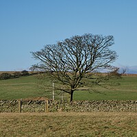 Buy canvas prints of loan tree in winter by Roy Hinchliffe