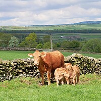 Buy canvas prints of Cow and calves by Roy Hinchliffe
