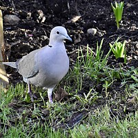 Buy canvas prints of Collared Dove by Roy Hinchliffe