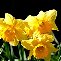 Buy canvas prints of Yellow Daffodils by Roy Hinchliffe