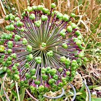Buy canvas prints of Allium seed heads by Roy Hinchliffe
