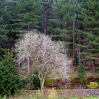 Buy canvas prints of White tree in the forest by Roy Hinchliffe