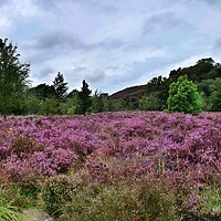 Buy canvas prints of Heather on the moors by Roy Hinchliffe