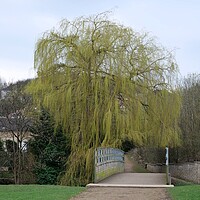 Buy canvas prints of Weeping willow in spring by Roy Hinchliffe