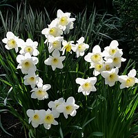 Buy canvas prints of white daffodils by Roy Hinchliffe