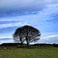 Buy canvas prints of Moorland lone trees in winter by Roy Hinchliffe