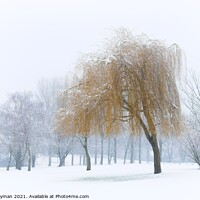 Buy canvas prints of A Willow Tree Weeping in the Falling Snow.  by Paul Whyman