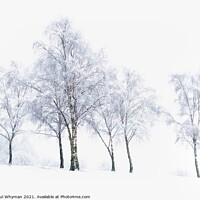 Buy canvas prints of Silver birch trees in the winter snow by Paul Whyman