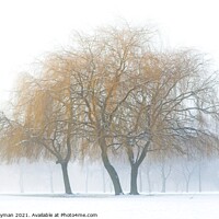 Buy canvas prints of Weeping willows in the snow by Paul Whyman
