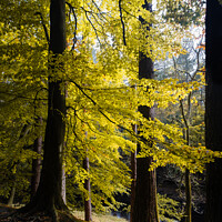 Buy canvas prints of Autumn leaves by Paul Whyman