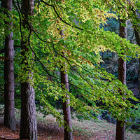Buy canvas prints of Early autumn by Paul Whyman