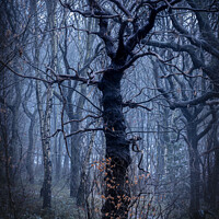 Buy canvas prints of Mystical tree by Paul Whyman