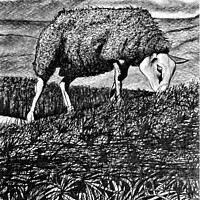 Buy canvas prints of Texal Sheep In A Storm. Black & White by Trevor Whetstone