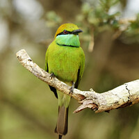 Buy canvas prints of A colorful bird perched on a tree branch by Nali Pitigala