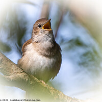 Buy canvas prints of Singing Nightingale by Moi Hicks