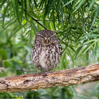 Buy canvas prints of Wild Little Owl by Moi Hicks