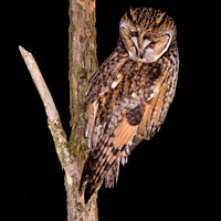 Buy canvas prints of Long eared Owl by Moi Hicks