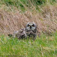 Buy canvas prints of Short eared Owl in Meadow by Moi Hicks
