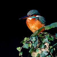 Buy canvas prints of Kingfisher on Ivy  by Moi Hicks