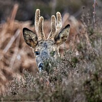 Buy canvas prints of Roe Buck  by Moi Hicks