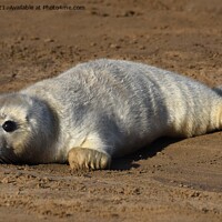 Buy canvas prints of Grey Seal Pup  by Moi Hicks