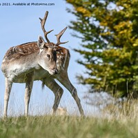 Buy canvas prints of A  Fallow deer buck by Moi Hicks