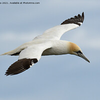 Buy canvas prints of Gannet souring by Moi Hicks