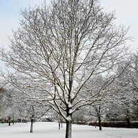 Buy canvas prints of Snow Covered Tree by Jeanette Broughton