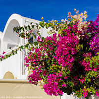 Buy canvas prints of Colorful Bougainvillea flowers with white traditional buildings in Oia, Santorini, Greece by Chun Ju Wu