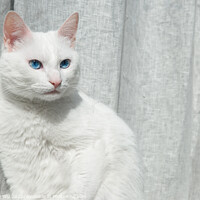 Buy canvas prints of A white cat with blue eyes in front of grey curtain by Chun Ju Wu