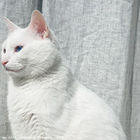 Buy canvas prints of A white cat with blue eyes in front of grey curtain by Chun Ju Wu