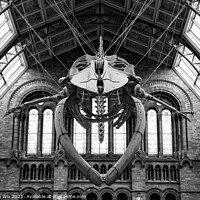 Buy canvas prints of The interior of Natural History Museum with whale skeleton (black & white) by Chun Ju Wu
