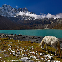 Buy canvas prints of A white horse by Gokyo lake surrounded by snow mountains of Himalayas in Nepal by Chun Ju Wu