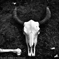 Buy canvas prints of Yak Skull on the ground (black & white) by Chun Ju Wu