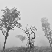 Buy canvas prints of Trees in fog black and white by Chun Ju Wu