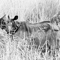 Buy canvas prints of A wild rhino in fields in Chiwan national park, Nepal (black and white) by Chun Ju Wu