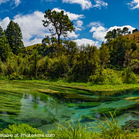 Buy canvas prints of Panorama of Blue Spring, the river with the purest water in New Zealand, Te Waihou Walkway, Hamilton, Waikato by Chun Ju Wu