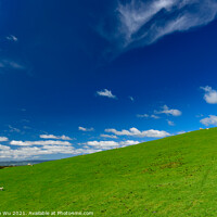 Buy canvas prints of Green hills with sheep and blue sky in New Zealand by Chun Ju Wu