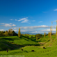 Buy canvas prints of Green hills with cattle and blue sky in New Zealand by Chun Ju Wu