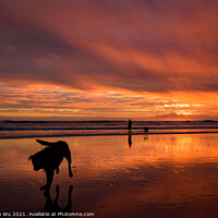 Buy canvas prints of Muriwai Beach at sunset time with a dog and colorful clouds, New Zealand by Chun Ju Wu