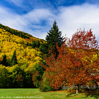 Buy canvas prints of Forest with autumn leaves in Arrowtown, New Zealand by Chun Ju Wu