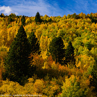 Buy canvas prints of Forest with autumn leaves in Arrowtown, New Zealand by Chun Ju Wu