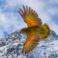 Buy canvas prints of Kea, the world's only alpine parrot, an endangered species in New Zealand by Chun Ju Wu