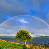 Buy canvas prints of Double rainbow above a tree, Te Anau, New Zealand by Chun Ju Wu