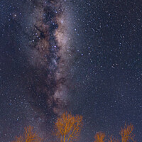 Buy canvas prints of Galaxy, starry sky, and trees in winter, New Zealand by Chun Ju Wu