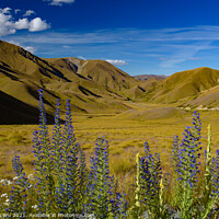Buy canvas prints of Landscape of South Island with lupine flowers in New Zealand by Chun Ju Wu