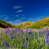 Buy canvas prints of Colorful lupine flowers in New Zealand by Chun Ju Wu