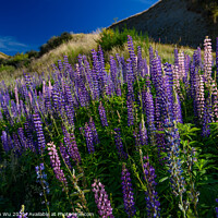 Buy canvas prints of Colorful lupine flowers in New Zealand by Chun Ju Wu