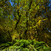 Buy canvas prints of View of woods in South Island, New Zealand by Chun Ju Wu