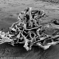Buy canvas prints of A piece of driftwood on beach (black and white) by Chun Ju Wu